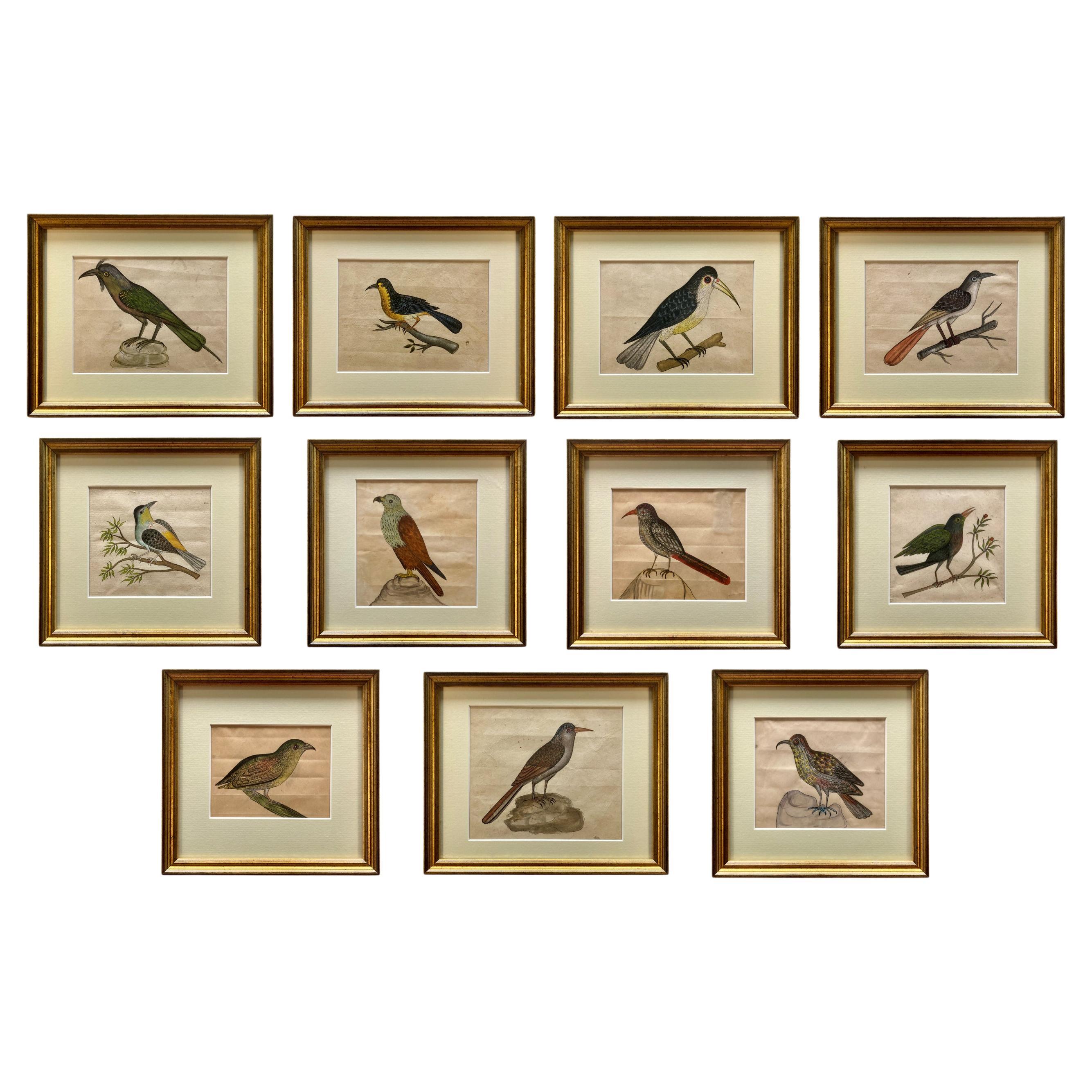 Rare Collection de onze aquarelles du début du 19e siècle représentant des oiseaux indiens