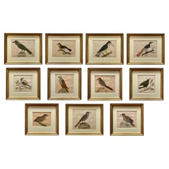Rare Collection Of Eleven Early 19th Century Watercolours Of Indian Birds