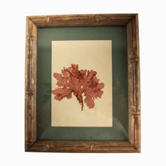 Rare Collection of Framed Pressed Seaweed Specimens from a 19th-Century Algarium