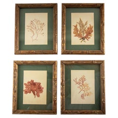 Rare Collection of Framed Pressed Seaweed Specimens from a 19th-Century Algarium