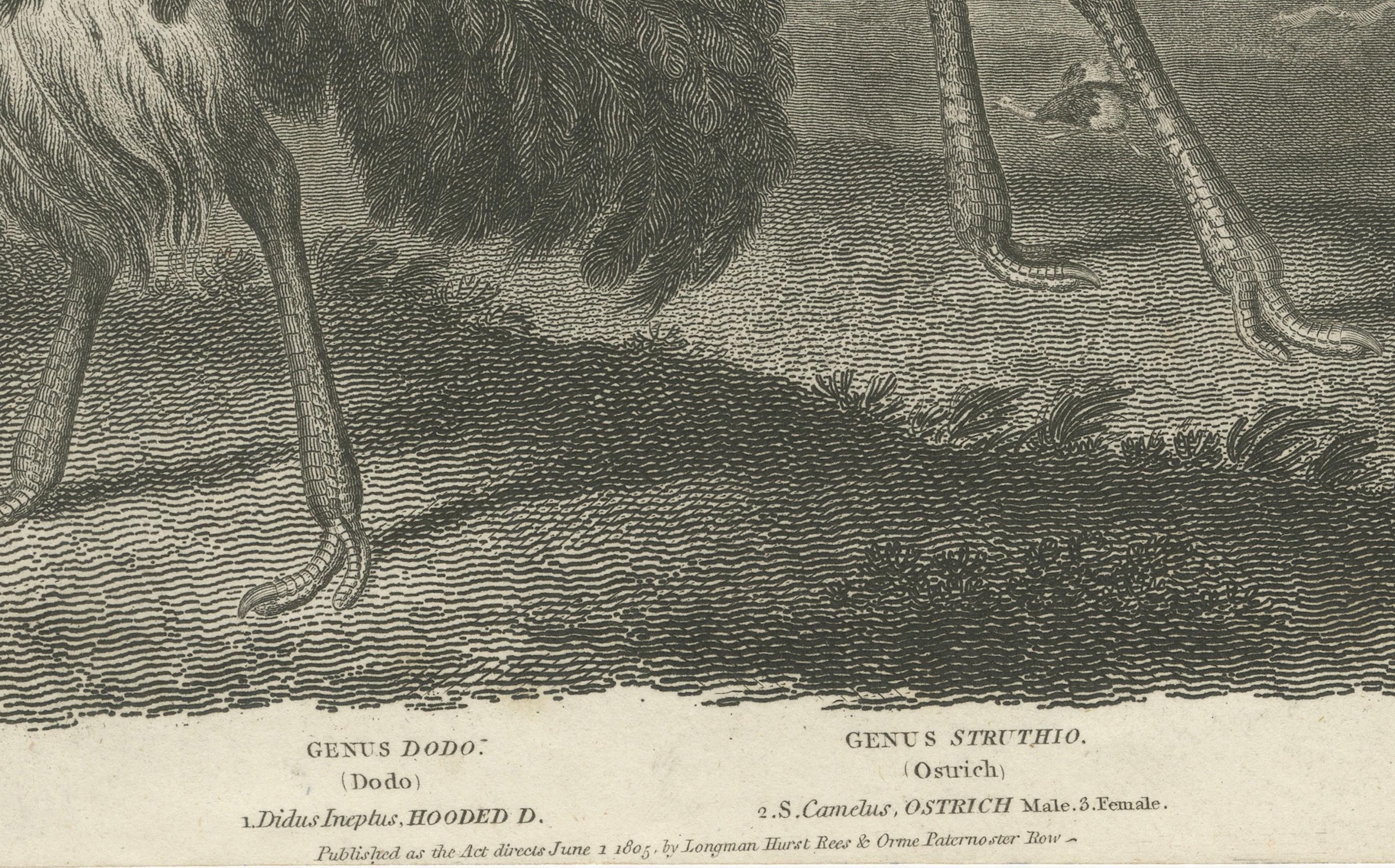 1805 Kupferstich von Dodo und Strauß aus Abraham Rees' Cyclopaedia  
  
Dieser seltene und detailreiche Kupferstich, der von T. Milton nach einer Illustration des berühmten Sydenham Edwards angefertigt wurde, ist ein atemberaubendes Stück