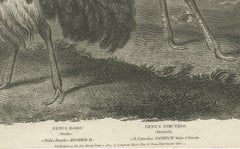 Rare Copperplate Engraving of the Extinct Dodo and an Ostrich, 1805
