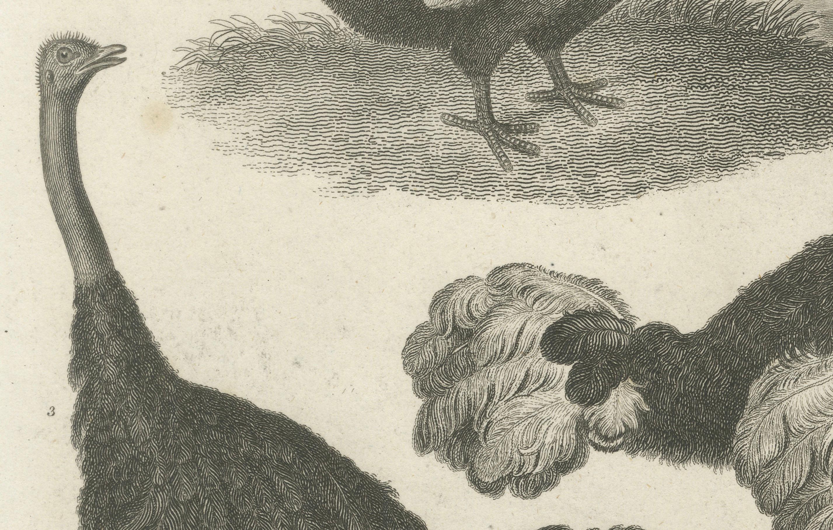 Seltene Kupferplattengravur des aussterbenden Dodo und einer Straußen, 1805 (Graviert) im Angebot