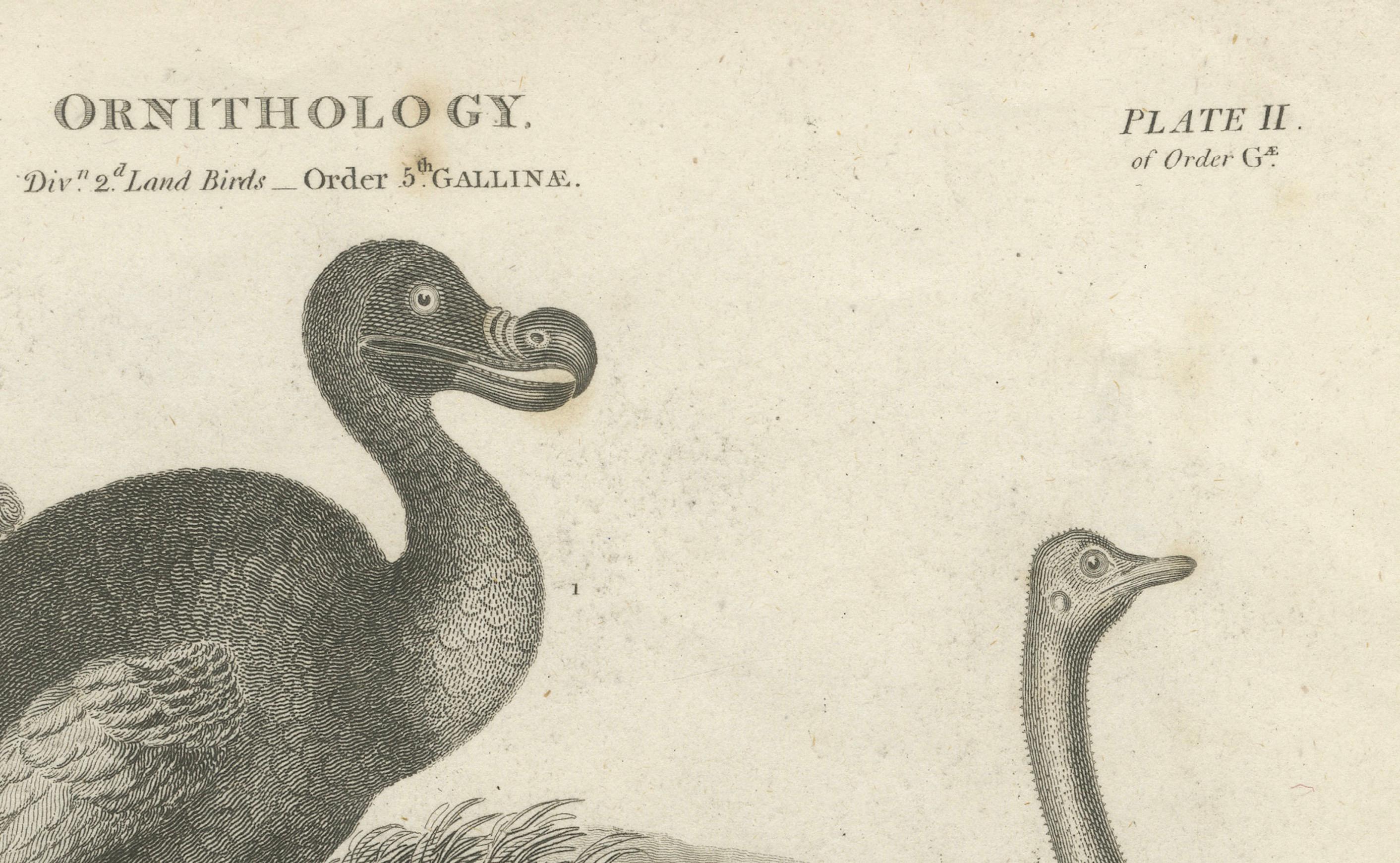 Seltene Kupferplattengravur des aussterbenden Dodo und einer Straußen, 1805 im Zustand „Gut“ im Angebot in Langweer, NL