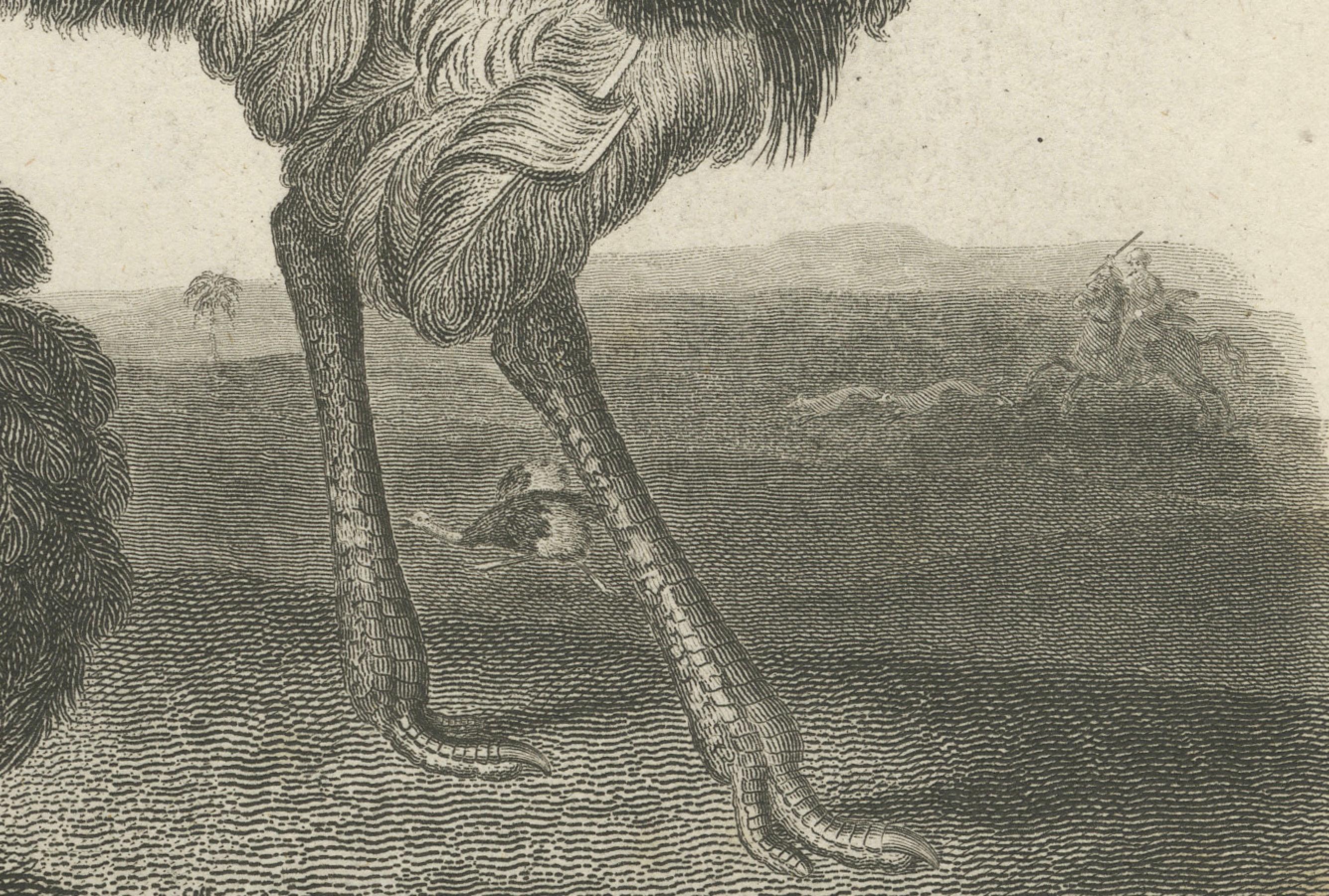 Seltene Kupferplattengravur des aussterbenden Dodo und einer Straußen, 1805 (Frühes 19. Jahrhundert) im Angebot