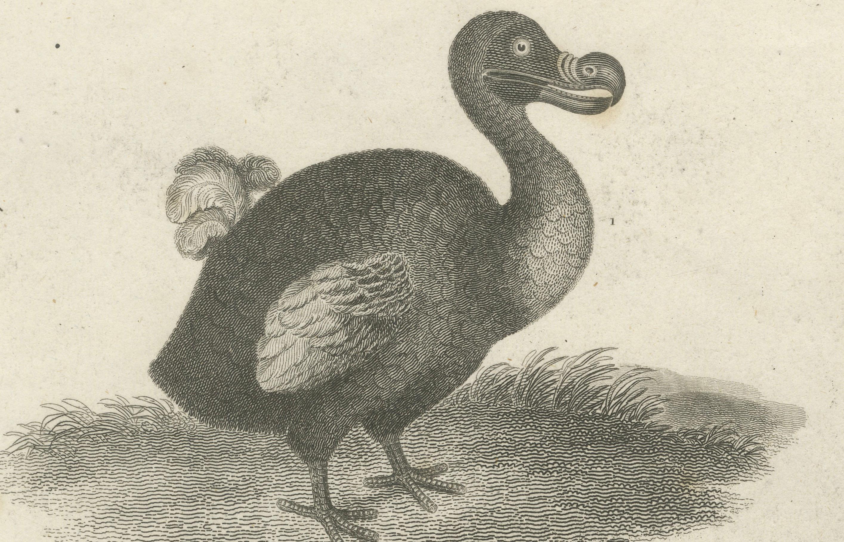 Seltene Kupferplattengravur des aussterbenden Dodo und einer Straußen, 1805 (Papier) im Angebot
