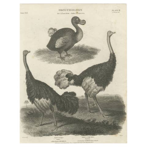 Rare Copperplate Engraving of the Extinct Dodo and an Ostrich, 1805