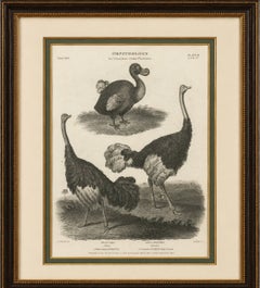 Rare Copperplate Engraving of the Extinct Dodo and an Ostrich, 1805