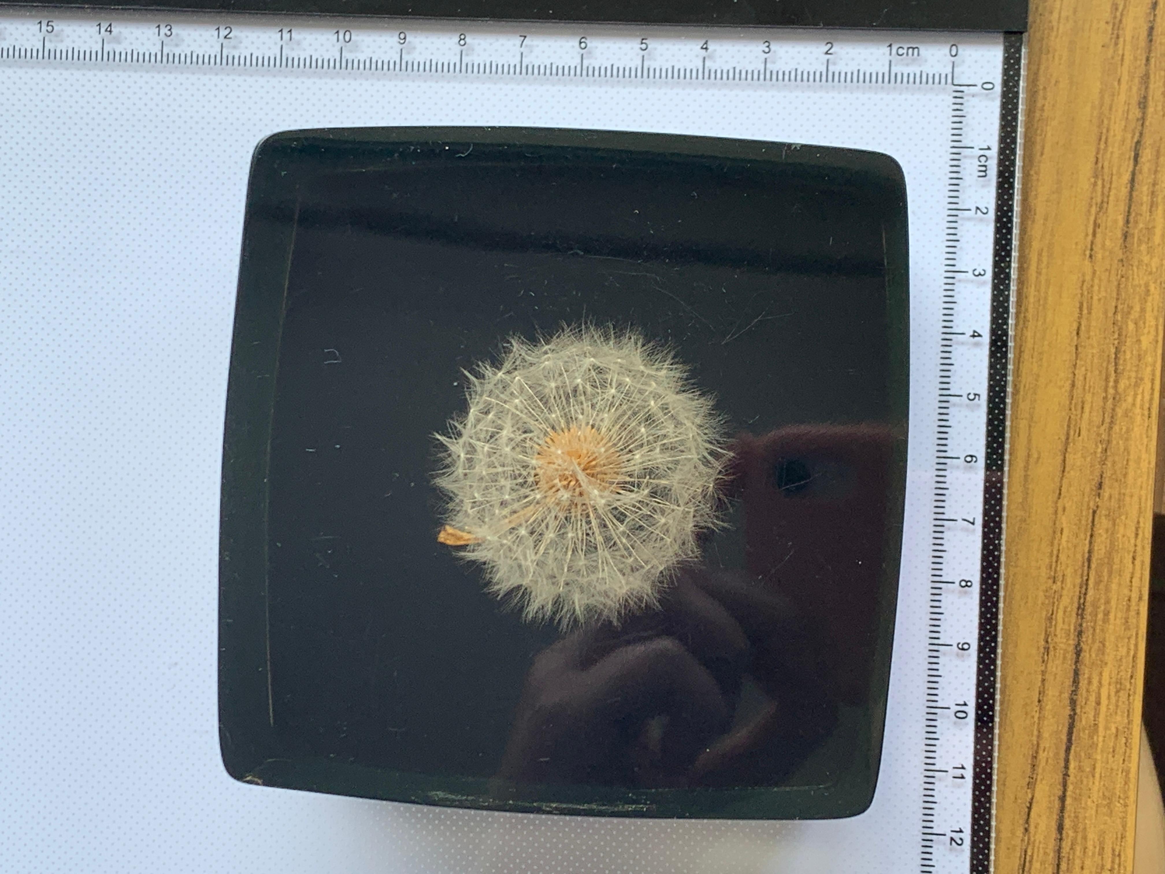 Rare Dandelion Flower Encased in Perspex For Sale 5