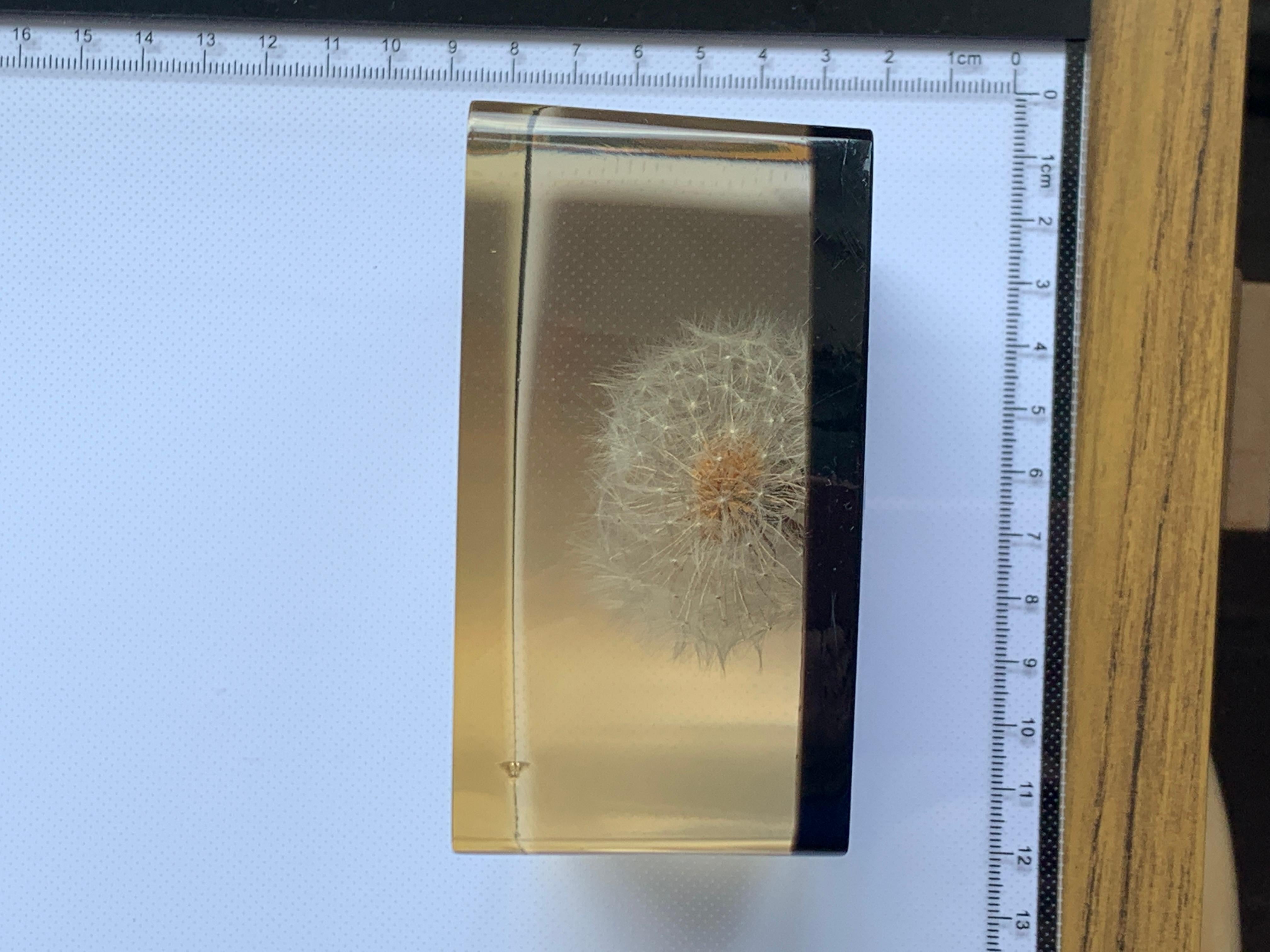 Rare Dandelion Flower Encased in Perspex For Sale 6