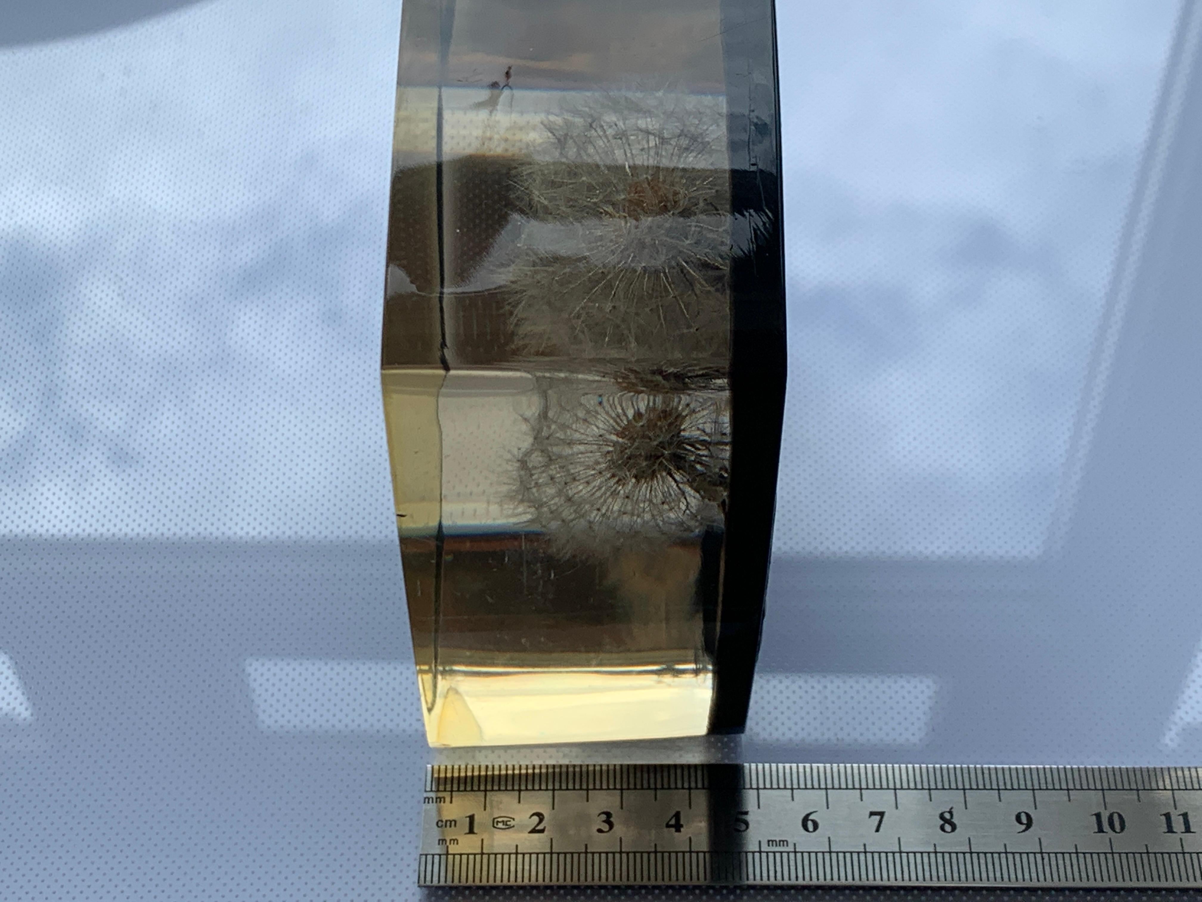 Seltene Dandelion-Blume in Plexiglas ummantelt 8
