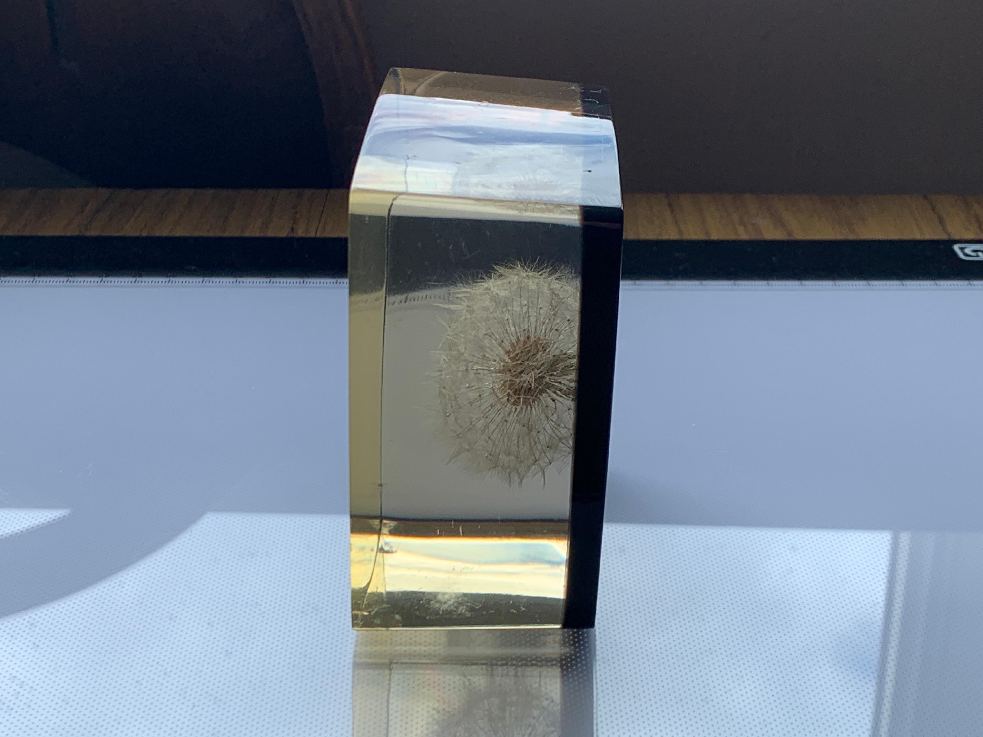 Rare Dandelion Flower Encased in Perspex In Good Condition For Sale In London, GB
