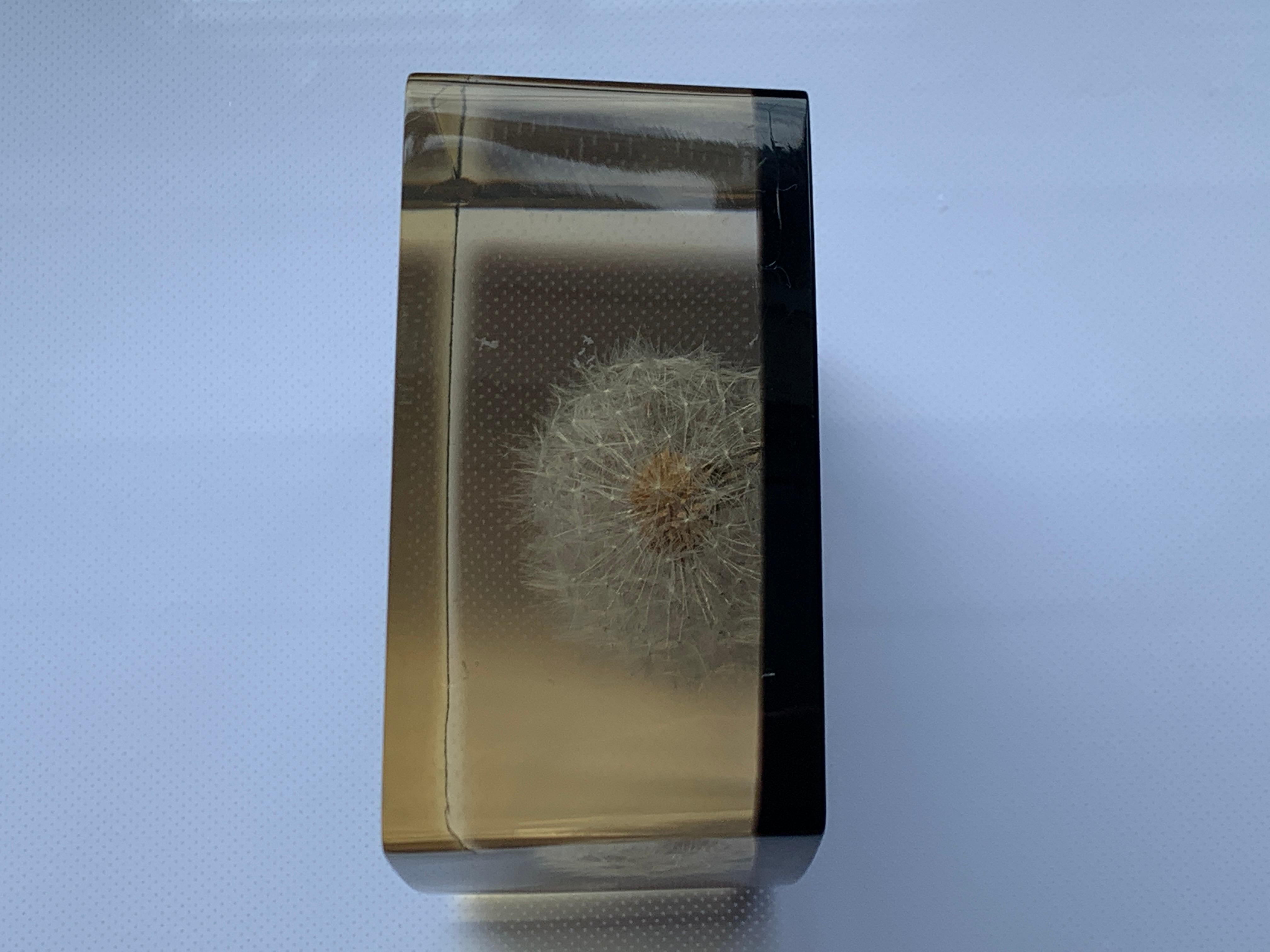 Seltene Dandelion-Blume in Plexiglas ummantelt für Damen oder Herren im Angebot