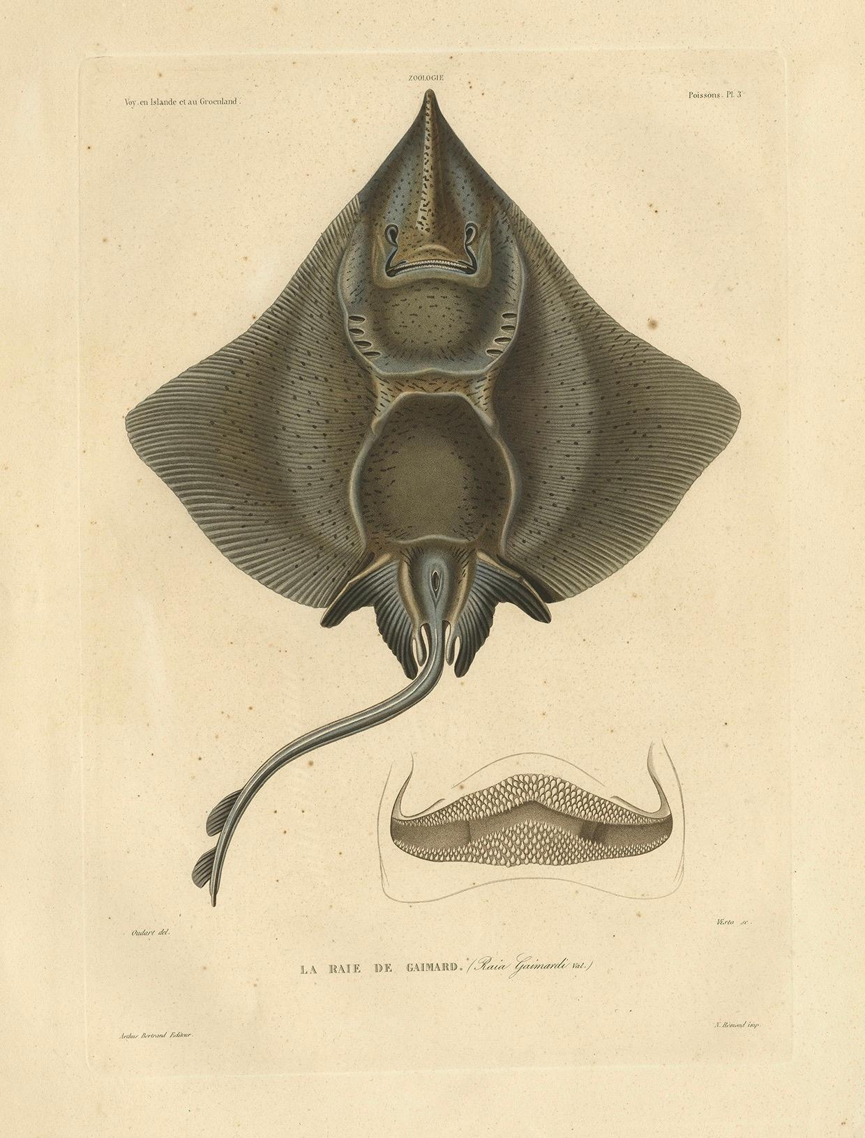 Seltener dekorativer handkolorierter antiker Teller des Gaimard's Ray Fisches, 1842 im Angebot 3