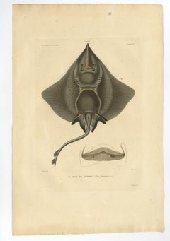 Rare Decorative Hand-coloured Antique Plate of The Gaimard's Ray Fish, 1842