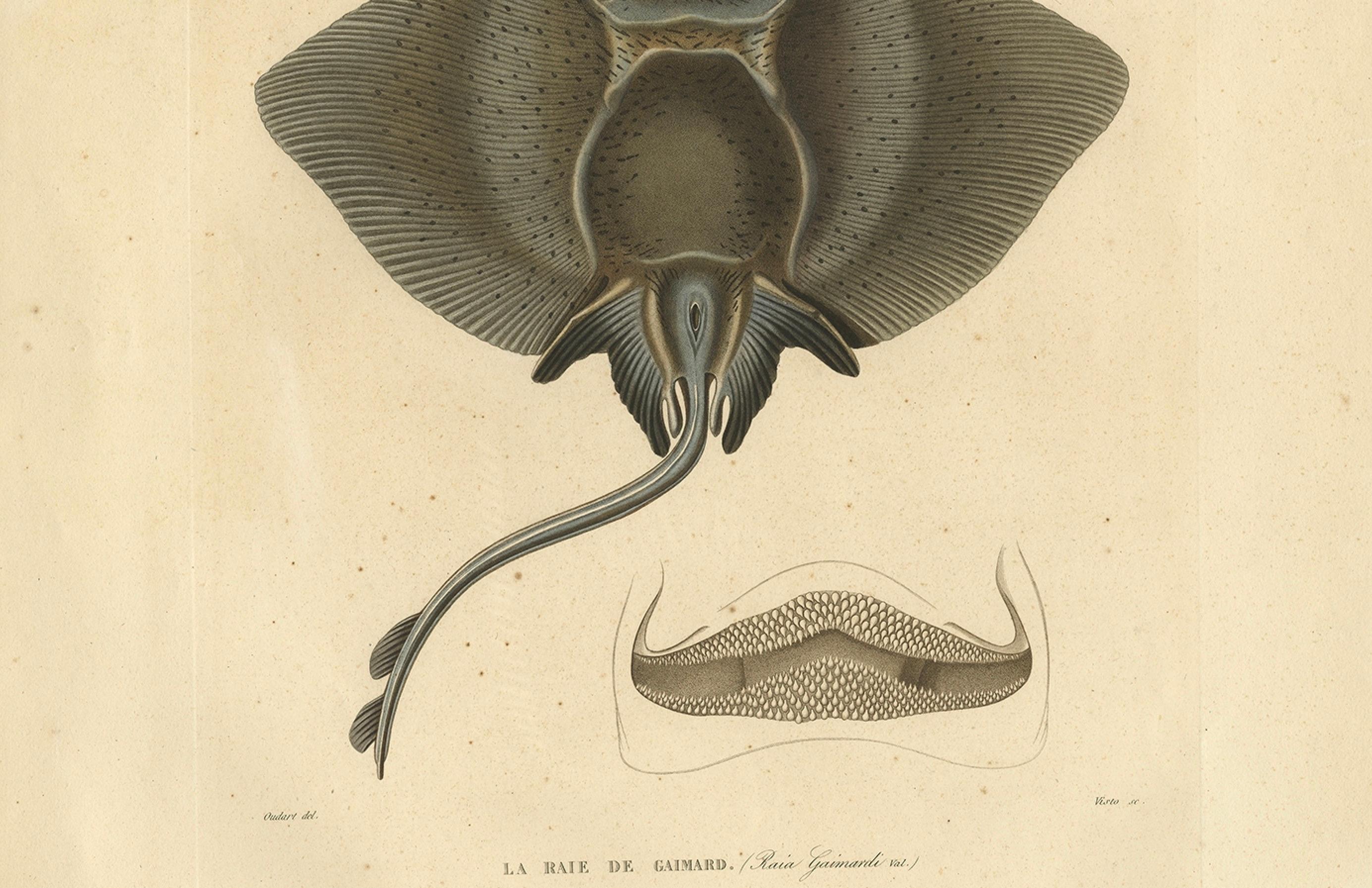 Seltener dekorativer handkolorierter antiker Teller des Gaimard's Ray Fisches, 1842 (Mittleres 19. Jahrhundert) im Angebot