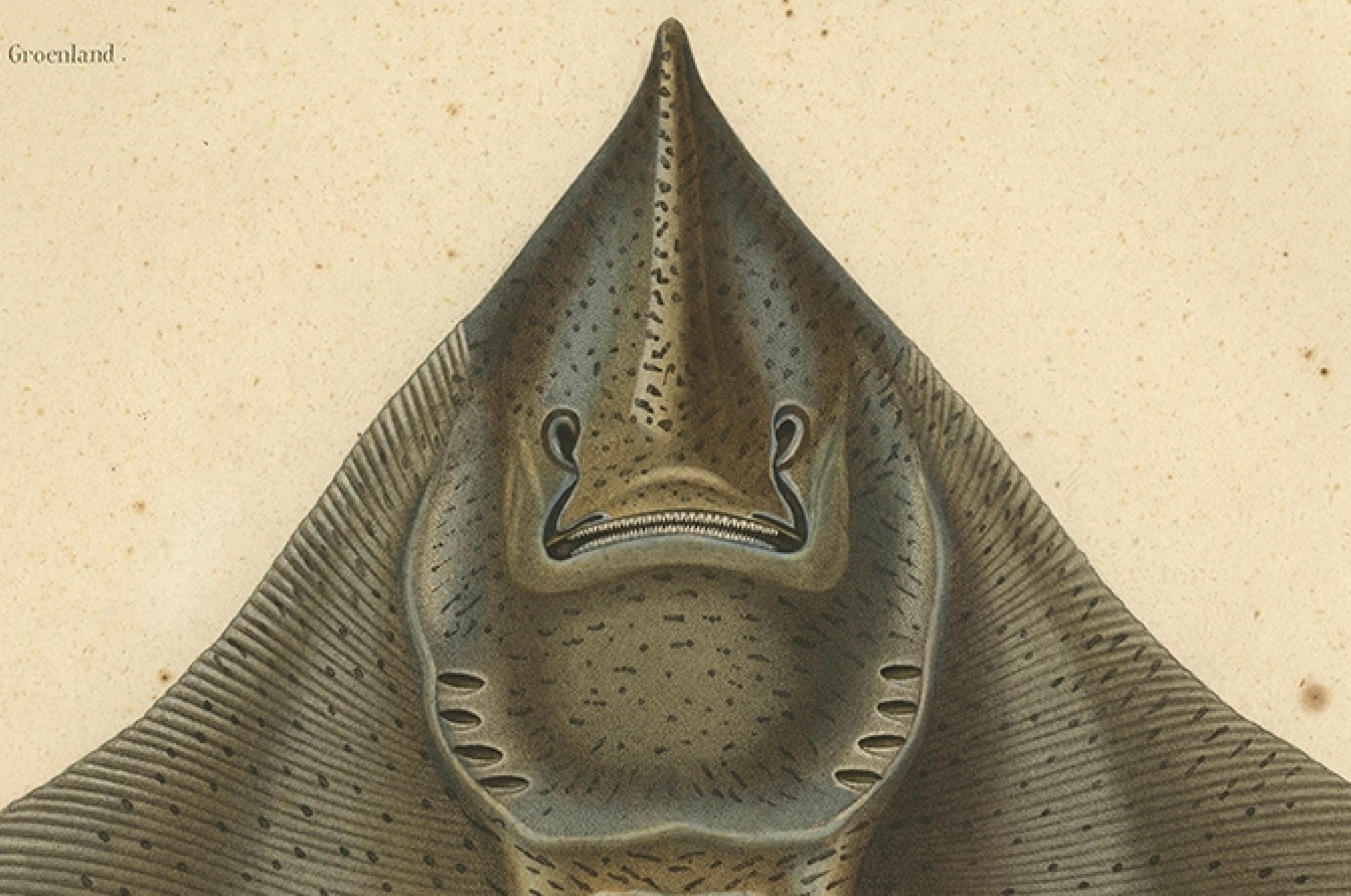 Seltener dekorativer handkolorierter antiker Teller des Gaimard's Ray Fisches, 1842 (Papier) im Angebot