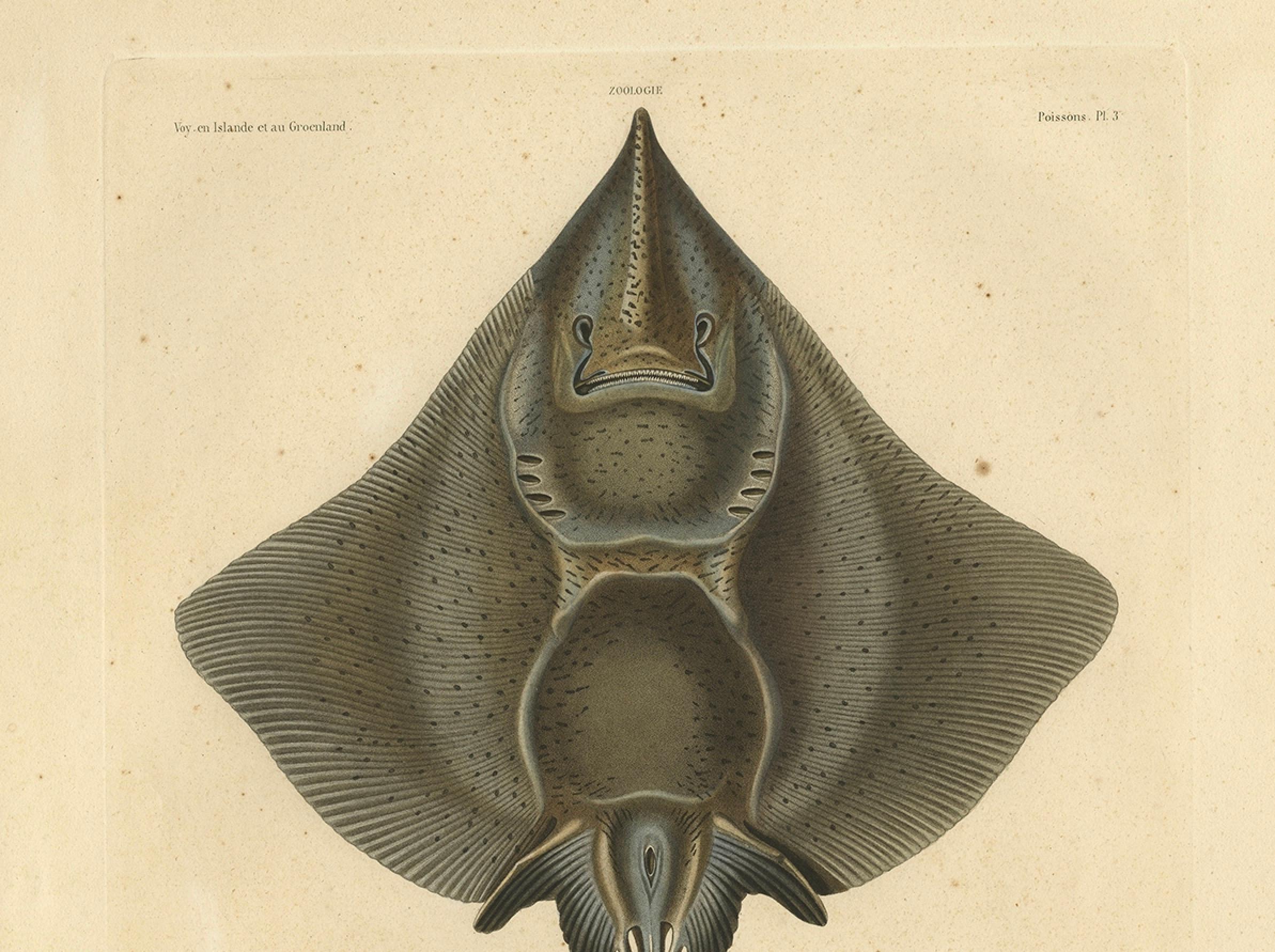 Seltener dekorativer handkolorierter antiker Teller des Gaimard's Ray Fisches, 1842 im Angebot 1