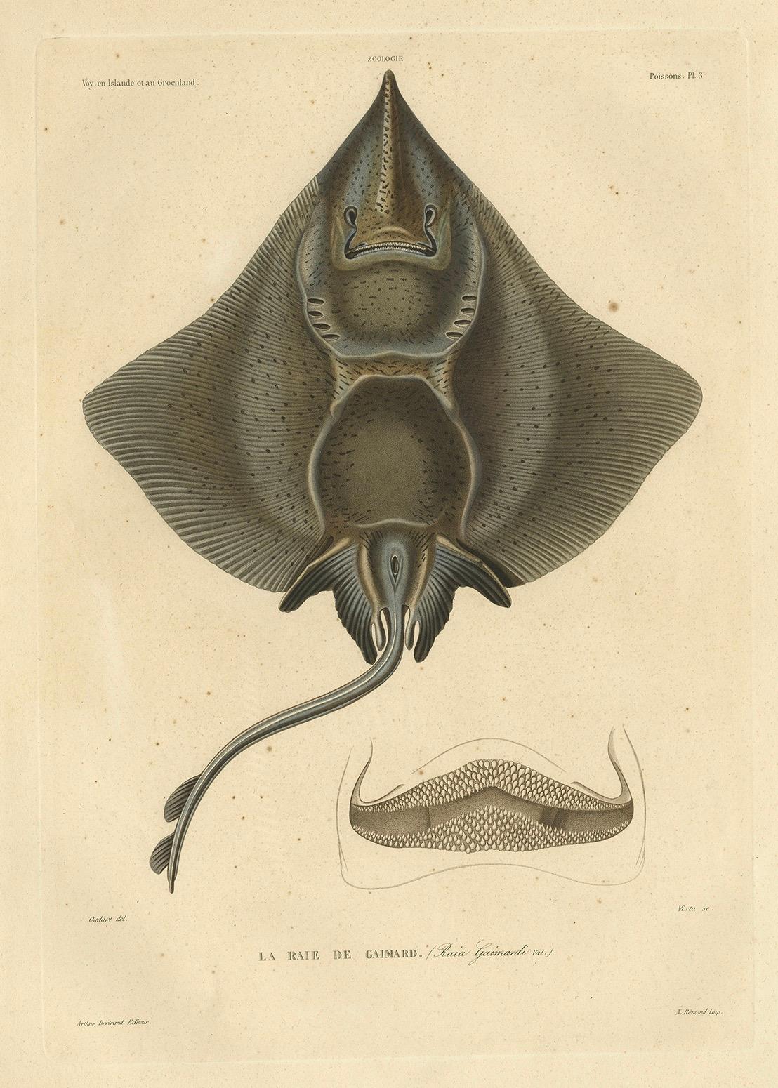 Seltener dekorativer handkolorierter antiker Teller des Gaimard's Ray Fisches, 1842 im Angebot 2