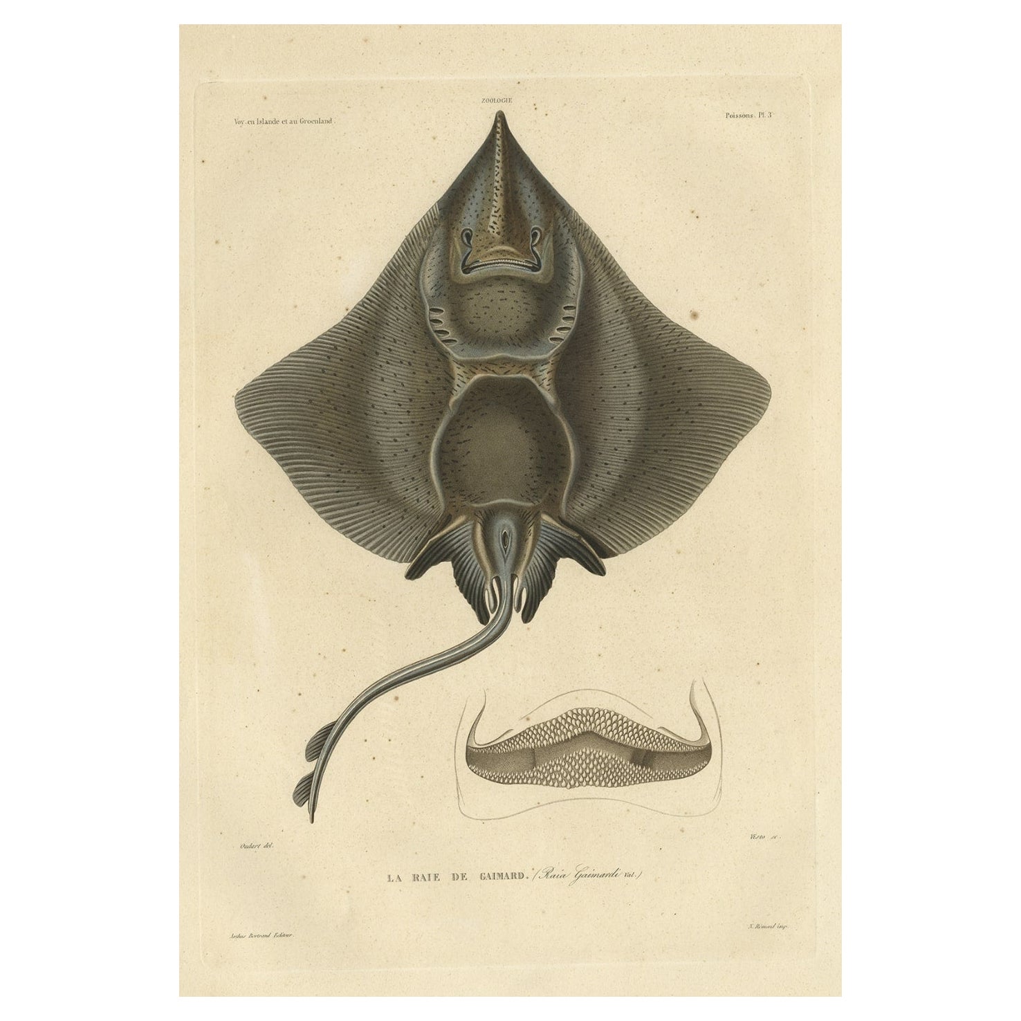 Rare Decorative Hand-coloured Antique Plate of The Gaimard's Ray Fish, 1842