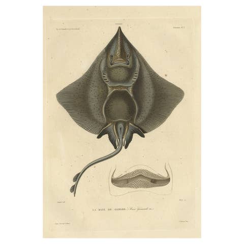 Rare Decorative Hand-coloured Antique Plate of The Gaimard's Ray Fish, 1842
