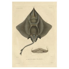 Rare assiette décorative ancienne colorée à la main représentant le poisson Ray de Gaimard, 1842