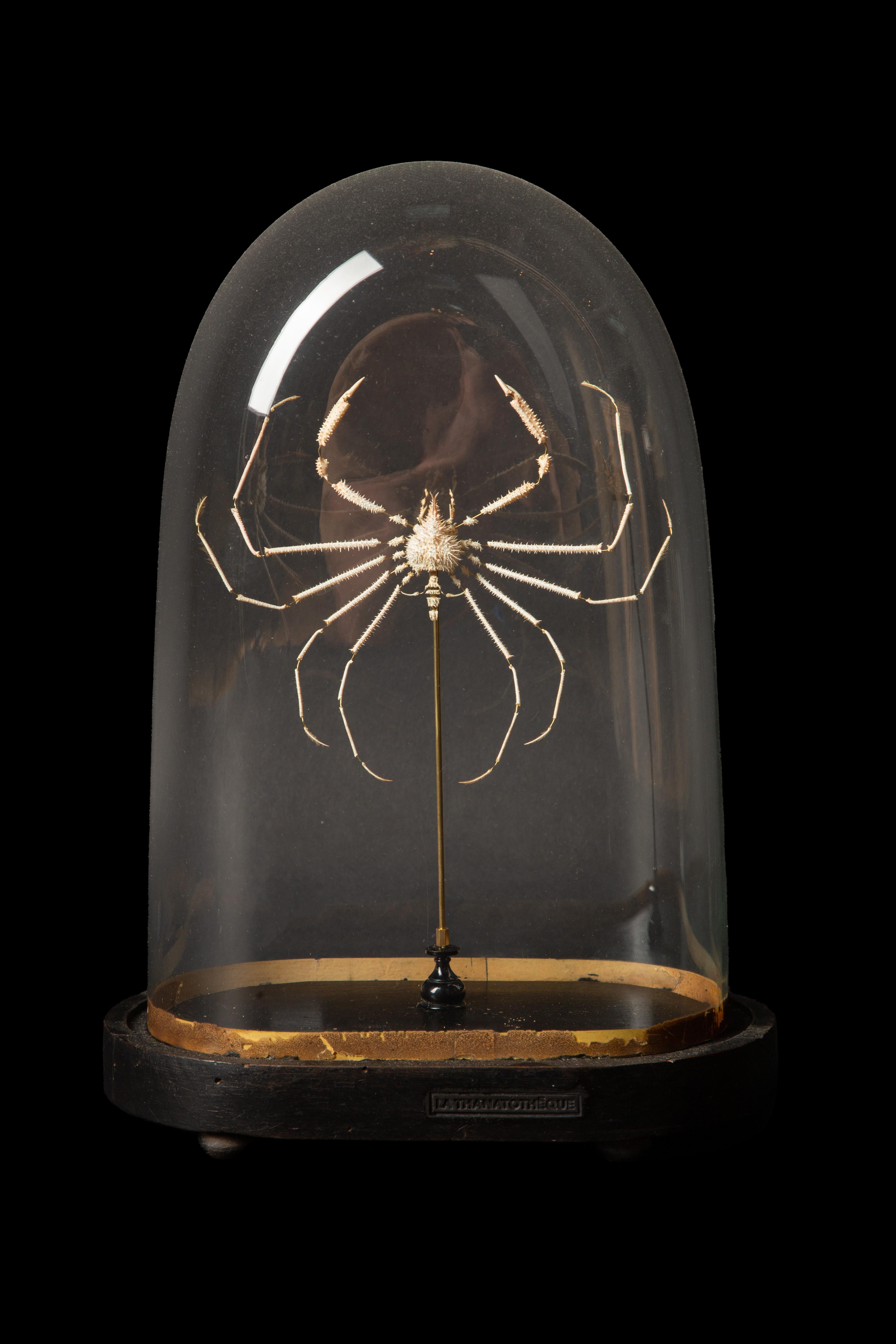 Very rare deep sea deconstructed Spider Crab (Pleistacantha moseleyi) Specimen under antique glass dome. 

The deconstruction technique invented by anatomist Edmé François Chauvot de Beachêne in France in the 19th century involves the meticulous