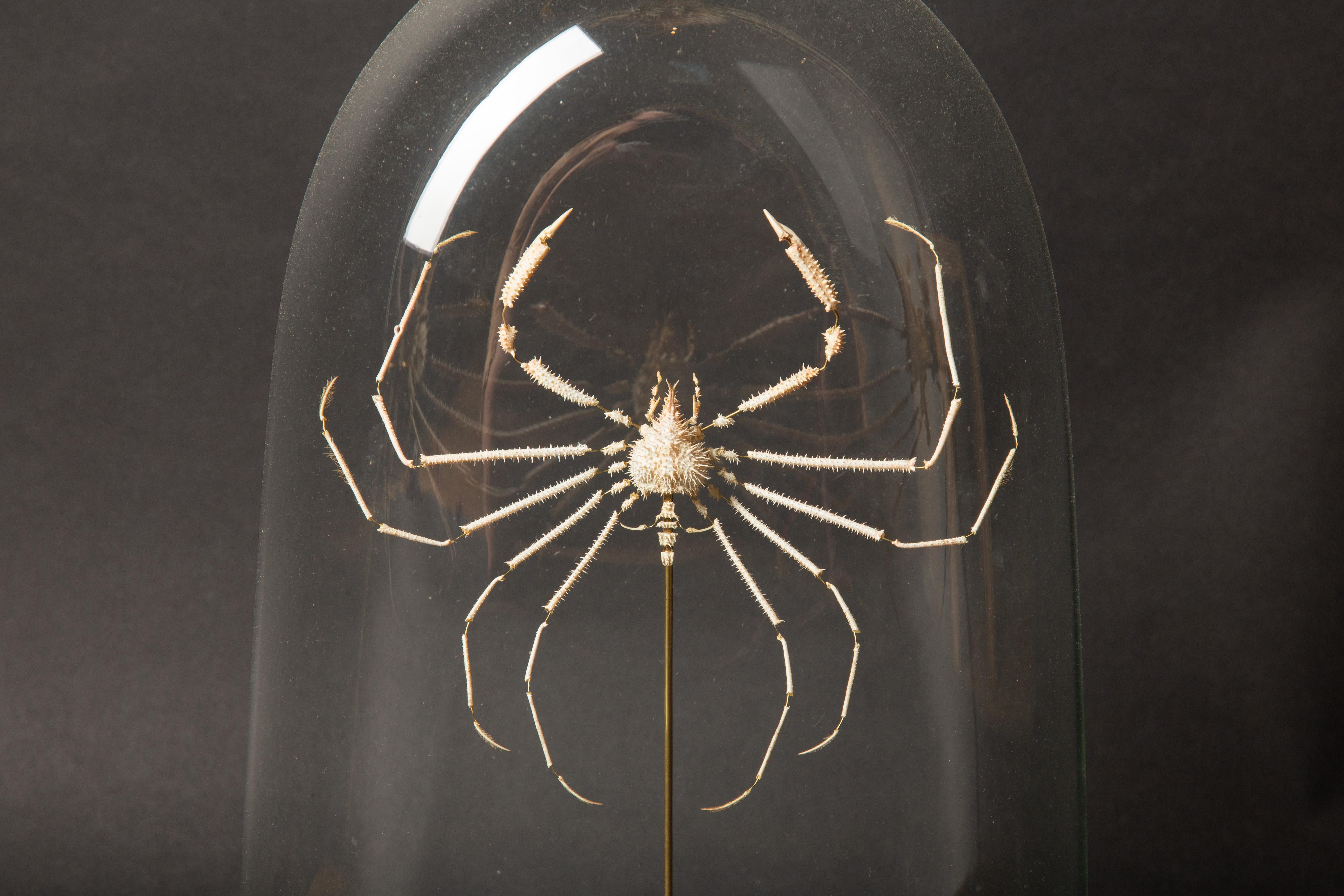 Other Rare Deep Sea Deconstructed Spider Crab (Pleistacantha Moseleyi) Specimen
