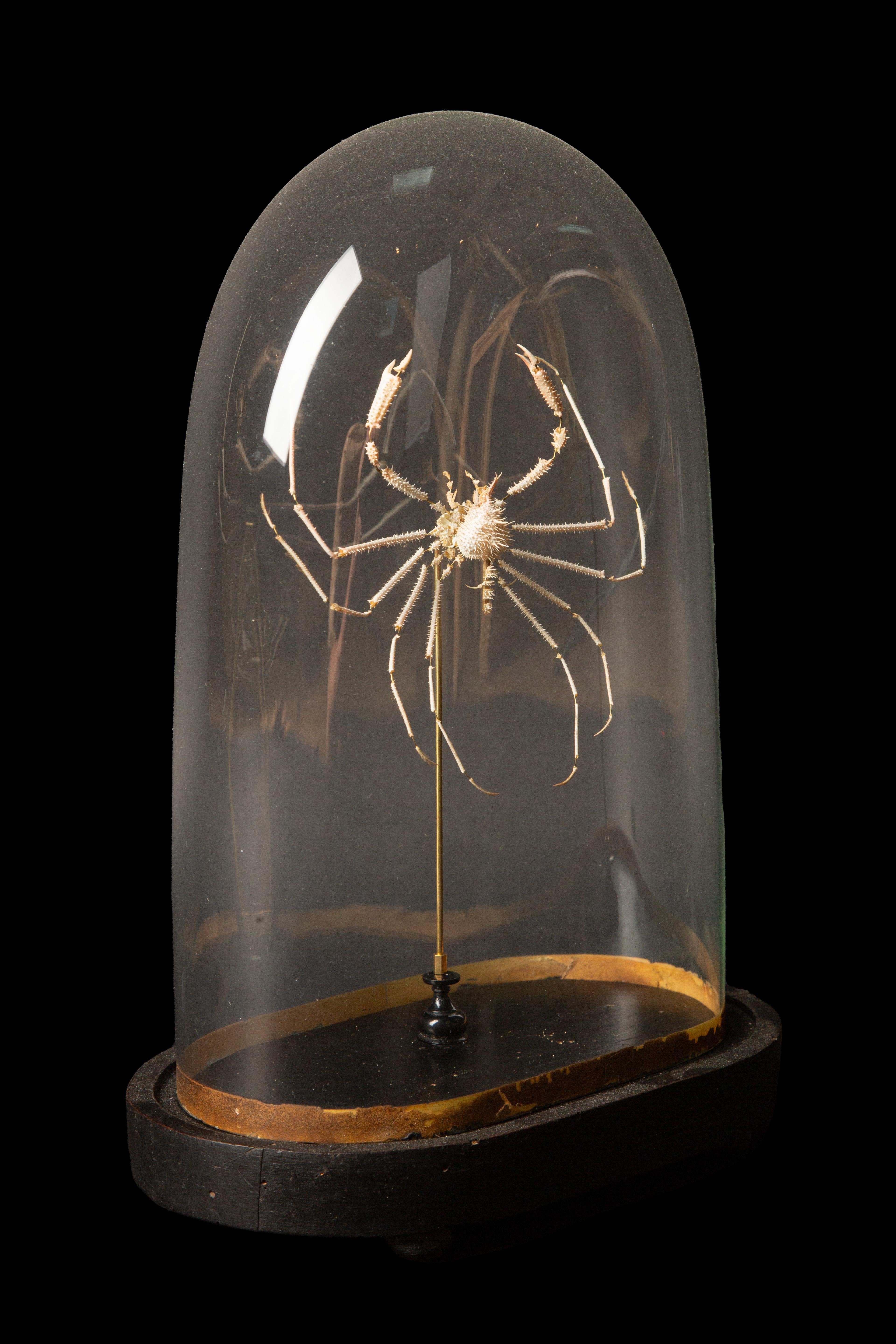 French Rare Deep Sea Deconstructed Spider Crab (Pleistacantha Moseleyi) Specimen