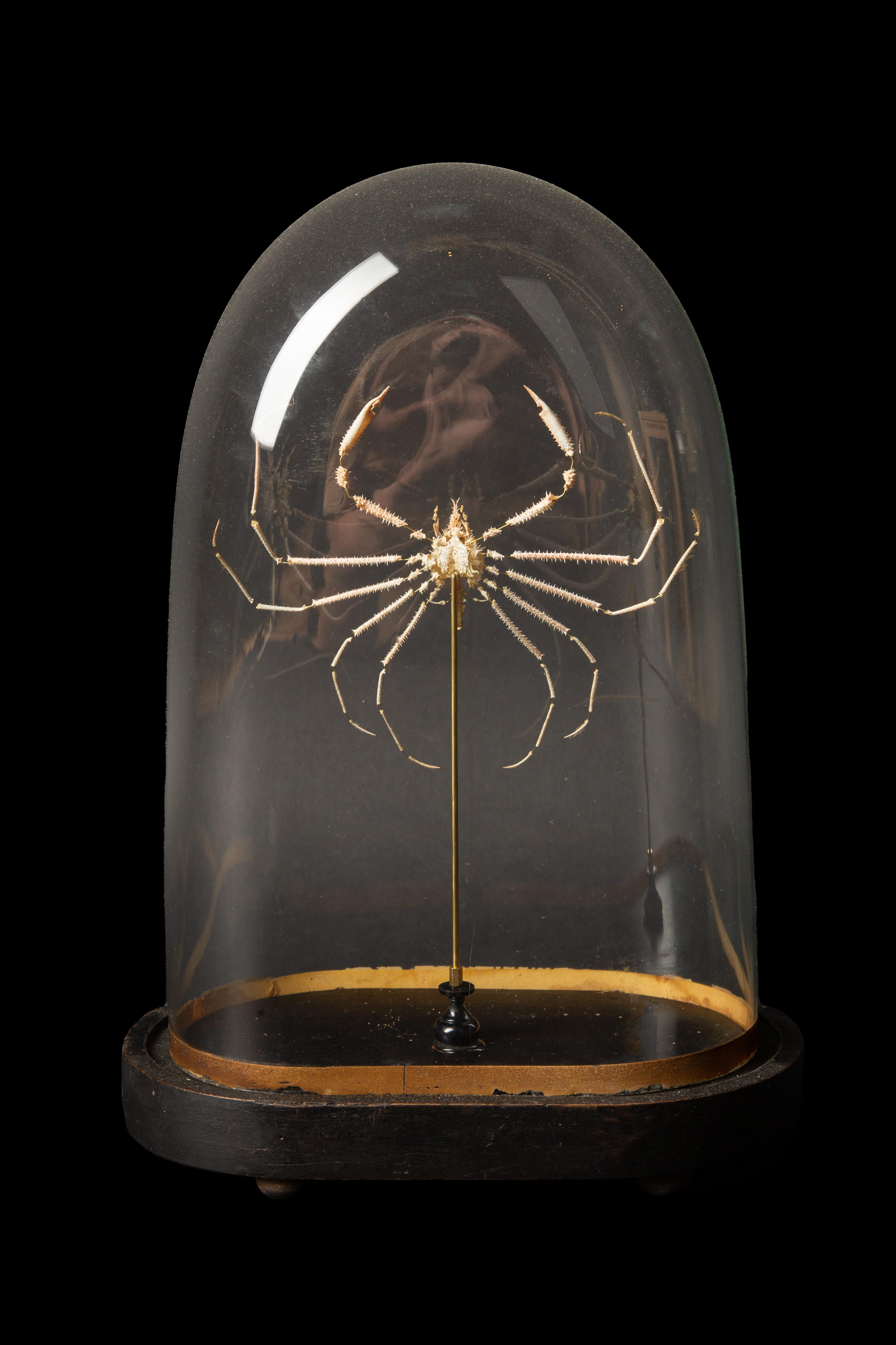 Contemporary Rare Deep Sea Deconstructed Spider Crab (Pleistacantha Moseleyi) Specimen