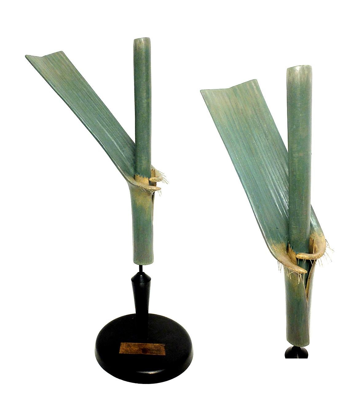A rare botanic didactical specimen depicting a Bamboo plant grey-green color made out of papier-mâché, wood, and metal with black wooden base hand-painted. Extremely detailed. Osterloh modell, Germany, circa 1890.