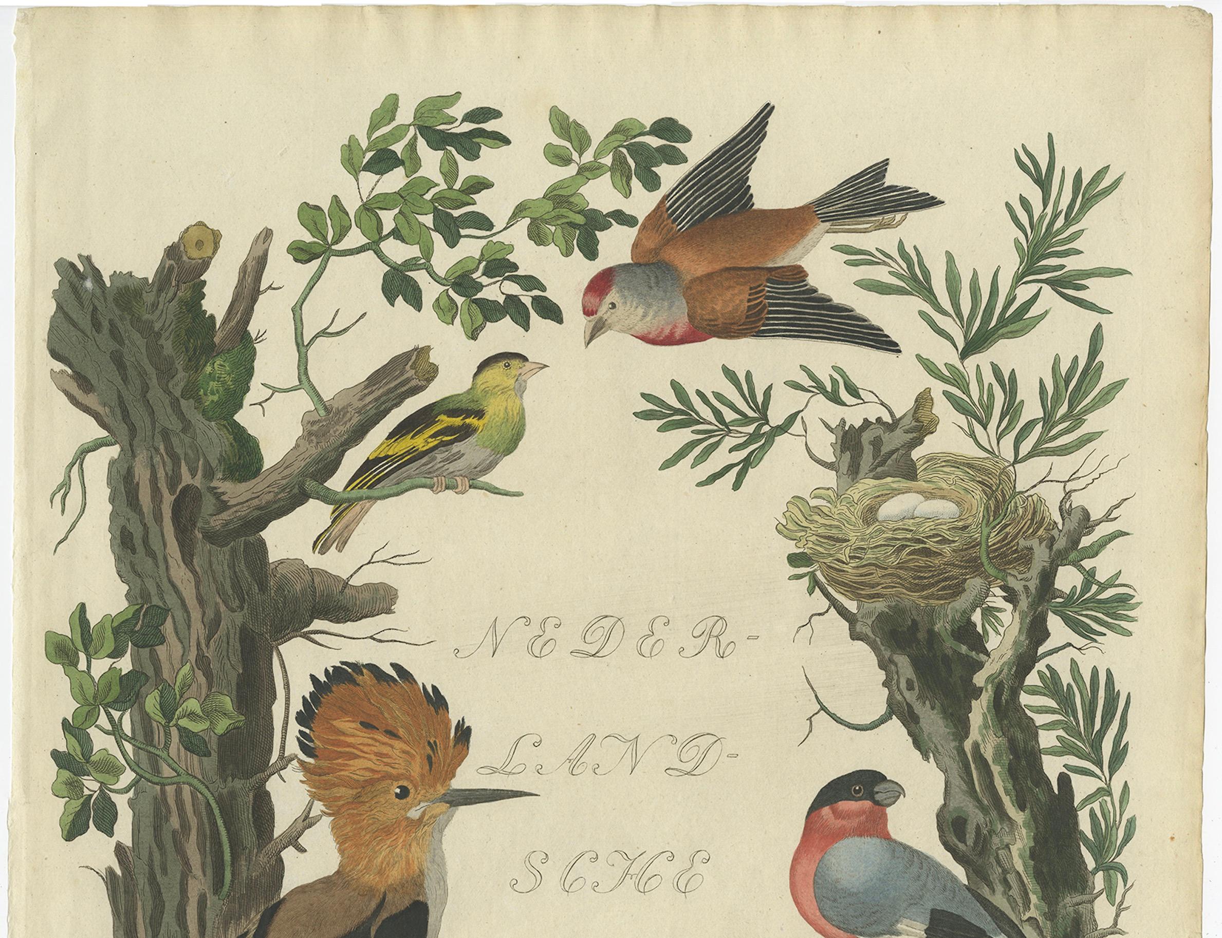 Seltener niederländischer Vogeldruck - Wiedehopf, Gimpel, Hänfling und Wachtel, ca. 1770-1829

Antiker handkolorierter Druck aus den Nederlandsche Vogelen, dem monumentalen ornithologischen Werk, das zwischen 1770 und 1829 in Amsterdam