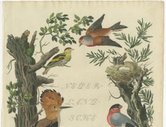 Rara stampa olandese di uccelli - Upupa, ciuffolotto, fanello e quaglia, 1770-1829 ca.