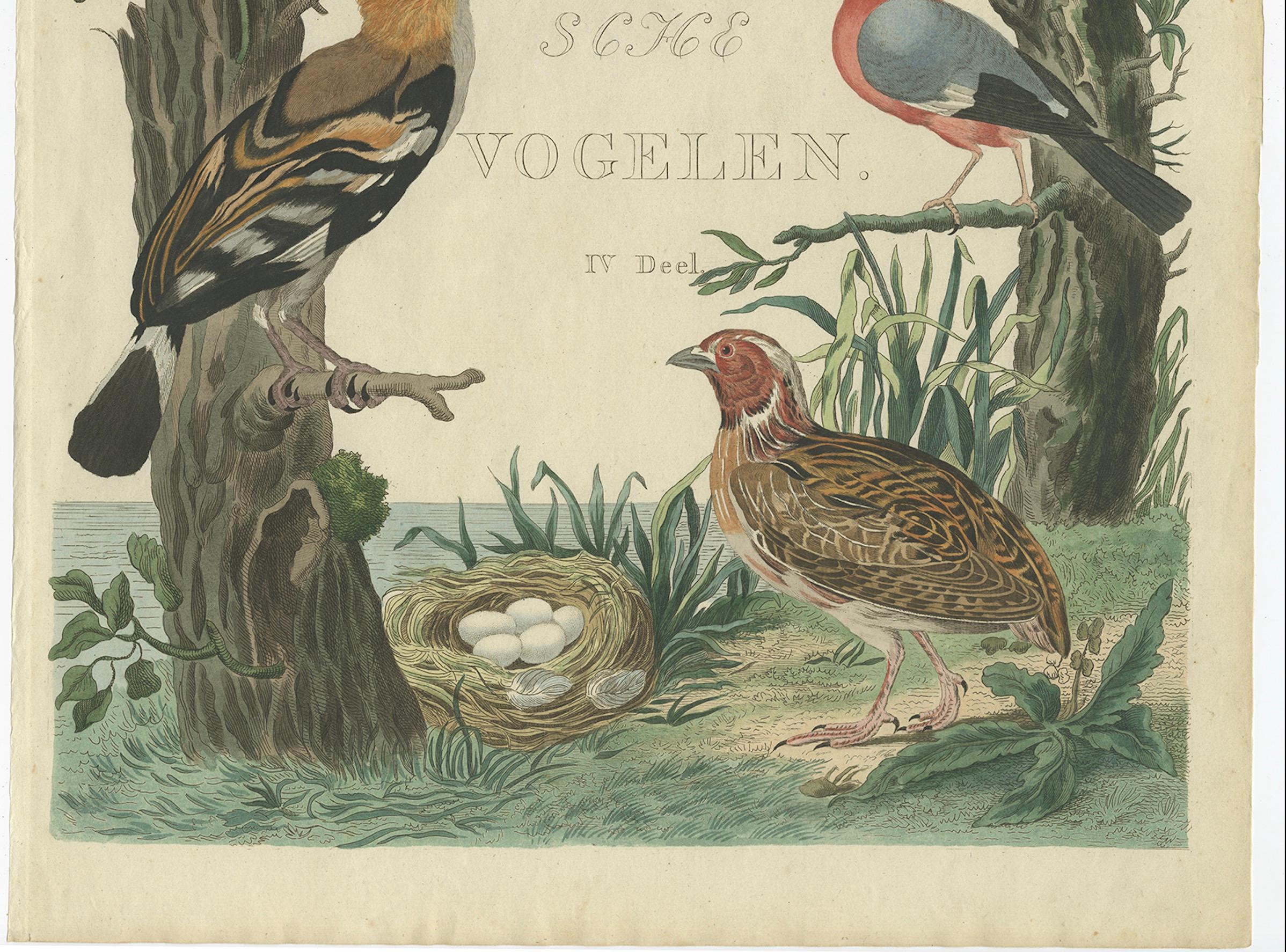 Seltener niederländischer Vogeldruck - Wiedehopf, Gimpel, Hänfling und Wachtel, ca. 1770-1829 (Niederländisch) im Angebot
