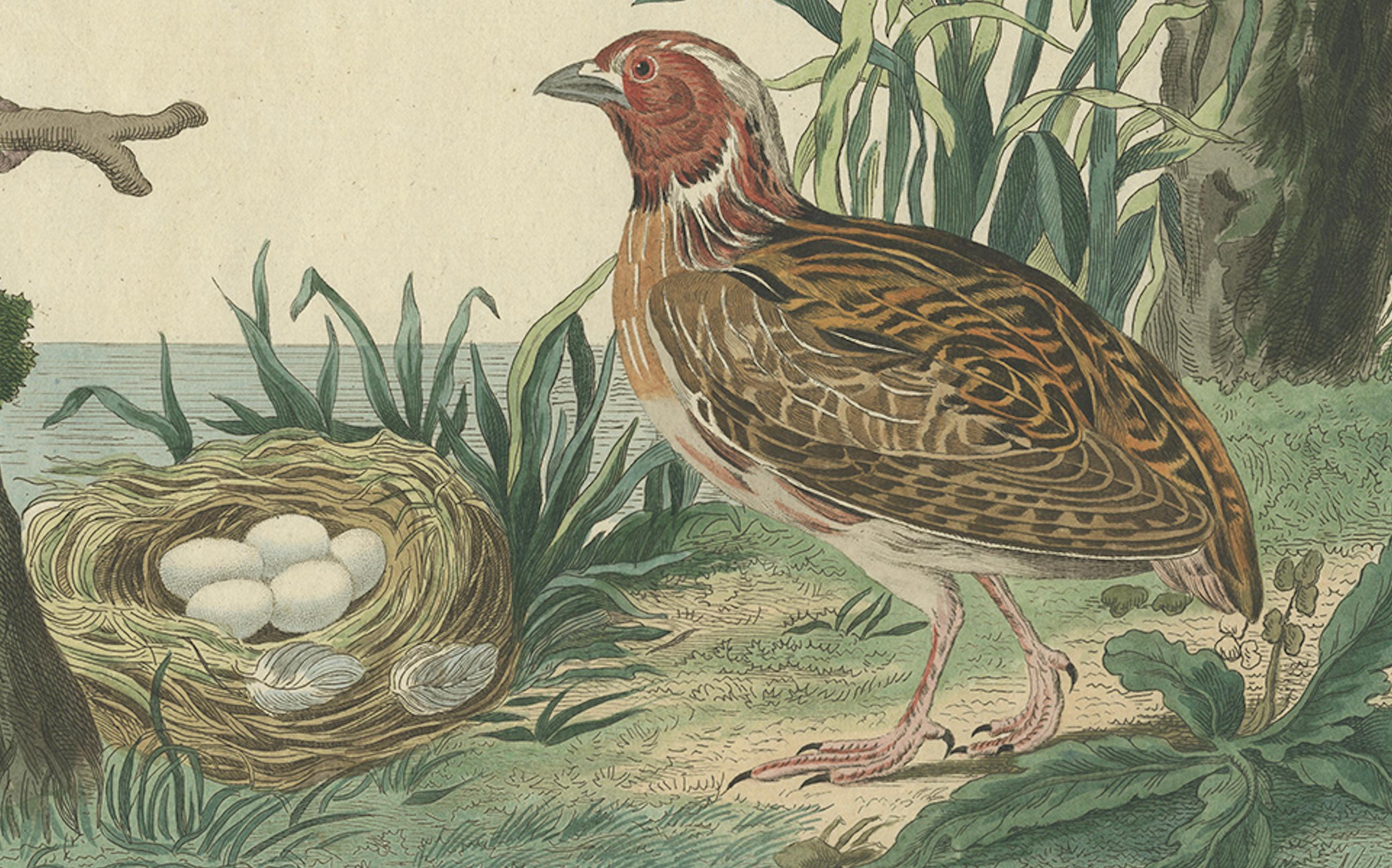 Seltener niederländischer Vogeldruck - Wiedehopf, Gimpel, Hänfling und Wachtel, ca. 1770-1829 (Graviert) im Angebot