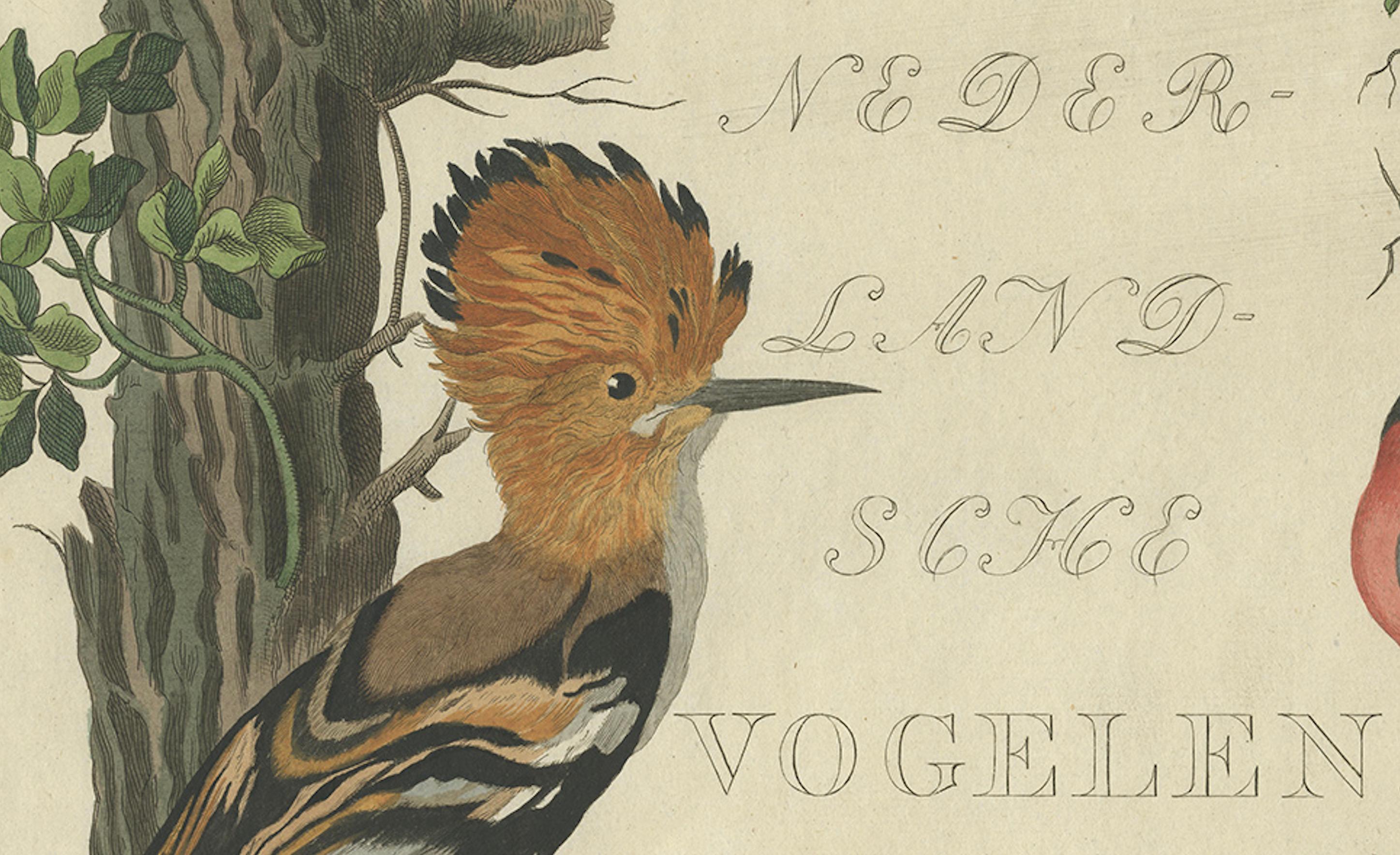 Seltener niederländischer Vogeldruck - Wiedehopf, Gimpel, Hänfling und Wachtel, ca. 1770-1829 im Zustand „Gut“ im Angebot in Langweer, NL