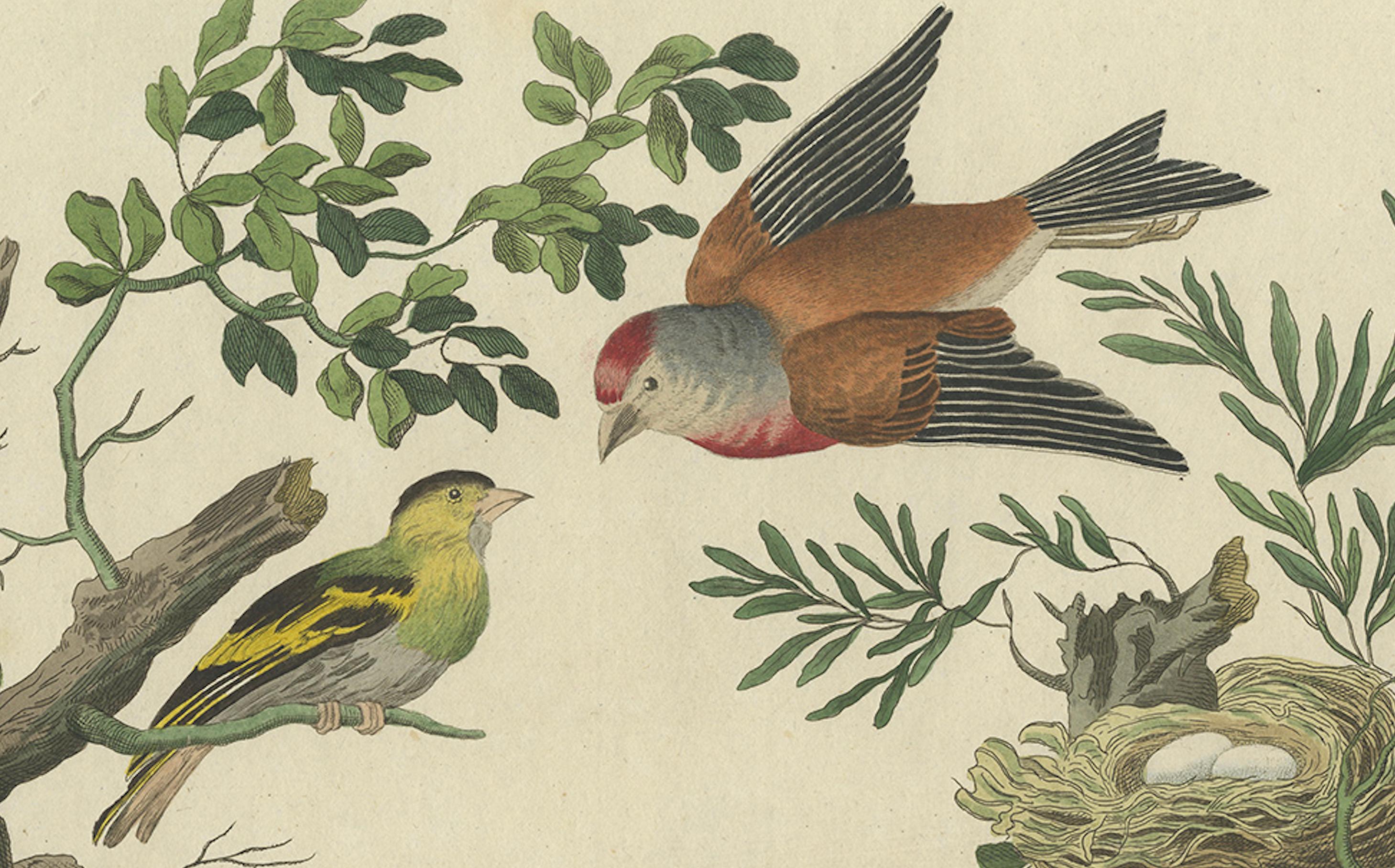 Seltener niederländischer Vogeldruck - Wiedehopf, Gimpel, Hänfling und Wachtel, ca. 1770-1829 (18. Jahrhundert) im Angebot