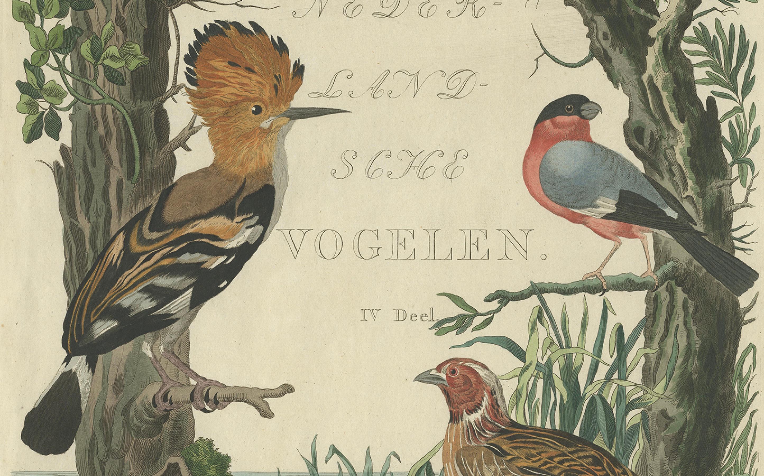 Seltener niederländischer Vogeldruck - Wiedehopf, Gimpel, Hänfling und Wachtel, ca. 1770-1829 (Papier) im Angebot
