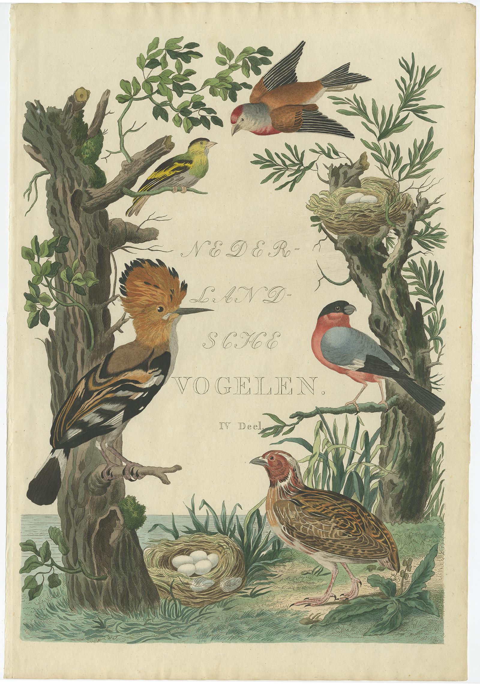 Seltener niederländischer Vogeldruck - Wiedehopf, Gimpel, Hänfling und Wachtel, ca. 1770-1829 im Angebot 1
