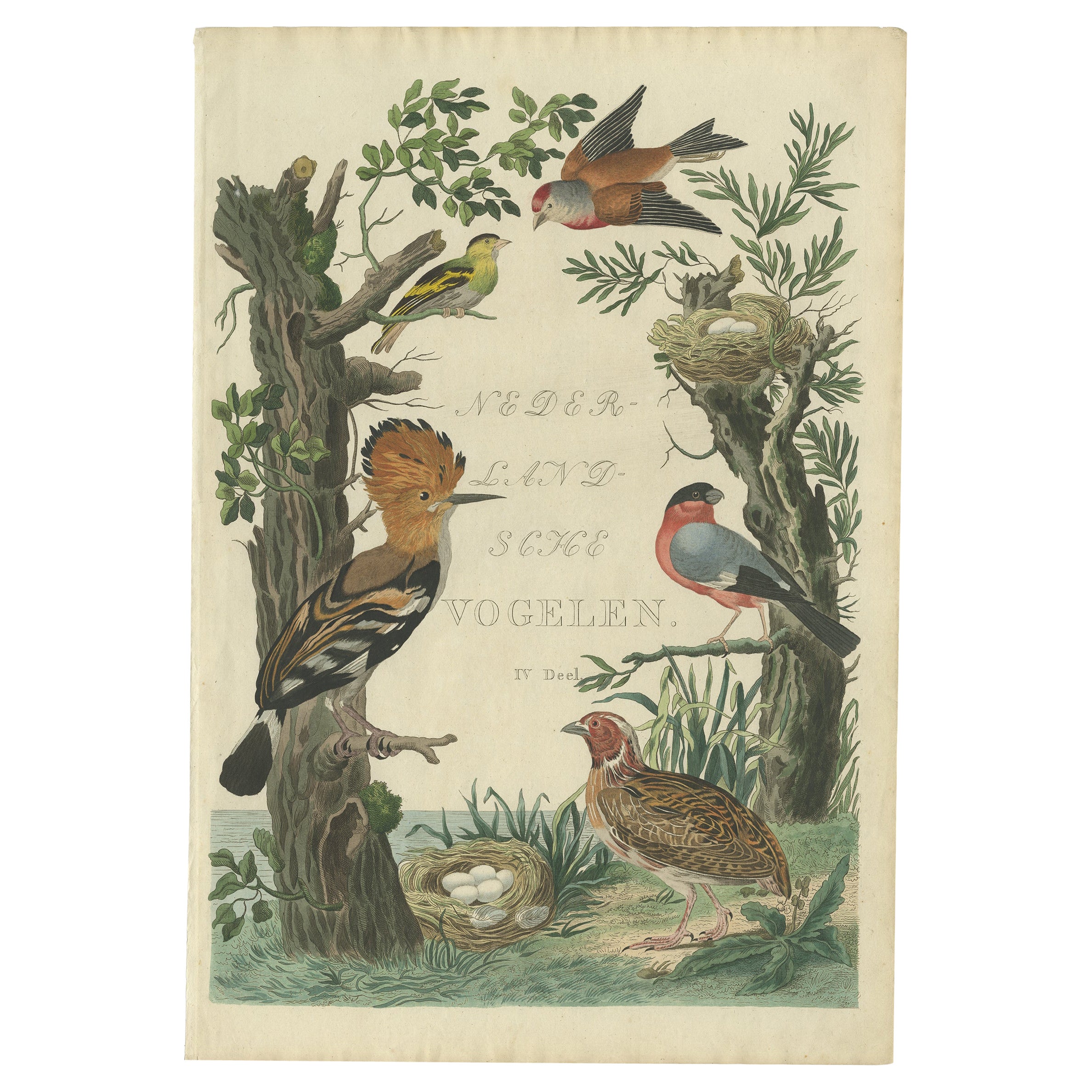 Seltener niederländischer Vogeldruck - Wiedehopf, Gimpel, Hänfling und Wachtel, ca. 1770-1829 im Angebot