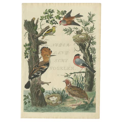 Rare Dutch Bird Print – Hoopoe, Bullfinch, Linnet and Quail, ca. 1770–1829