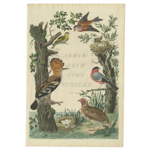 Rare Dutch Bird Print – Hoopoe, Bullfinch, Linnet and Quail, ca. 1770–1829