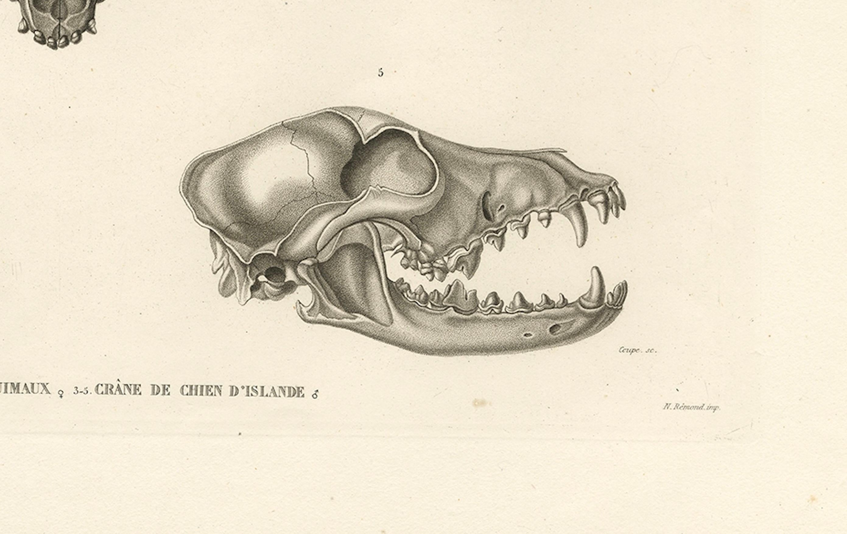 Mid-19th Century Rare Engraved Prints of Skulls of an Eskimo Dog and The Icelandic SheepDog, 1842 For Sale