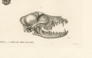 Rare Engraved Prints of Skulls of an Eskimo Dog and The Icelandic SheepDog, 1842, view 5