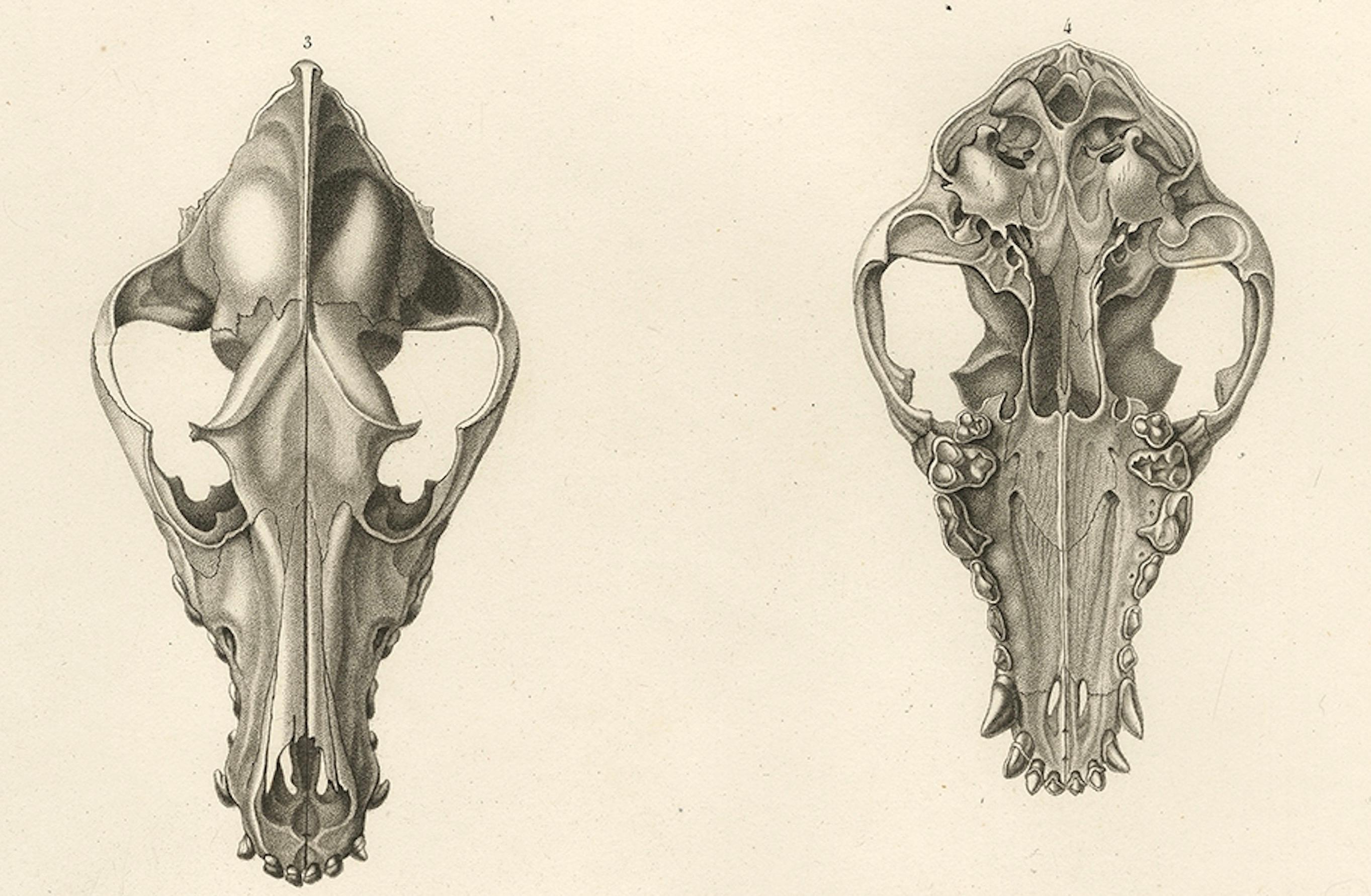 Paper Rare Engraved Prints of Skulls of an Eskimo Dog and The Icelandic SheepDog, 1842 For Sale