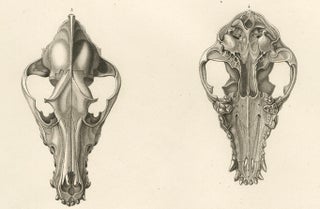 Rare Engraved Prints of Skulls of an Eskimo Dog and The Icelandic SheepDog, 1842, view 6
