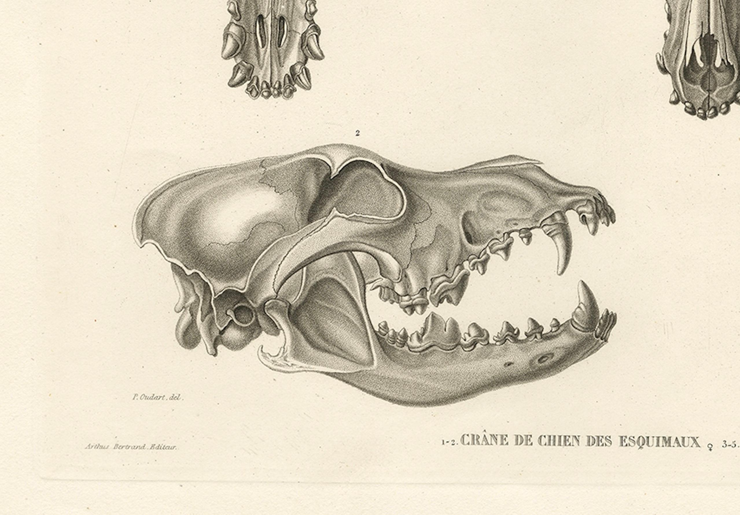 Rare Engraved Prints of Skulls of an Eskimo Dog and The Icelandic SheepDog, 1842 For Sale 1