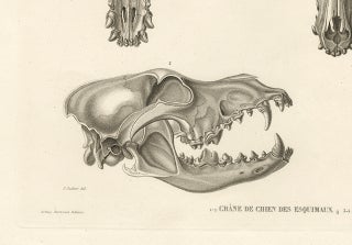 Rare Engraved Prints of Skulls of an Eskimo Dog and The Icelandic SheepDog, 1842, view 7