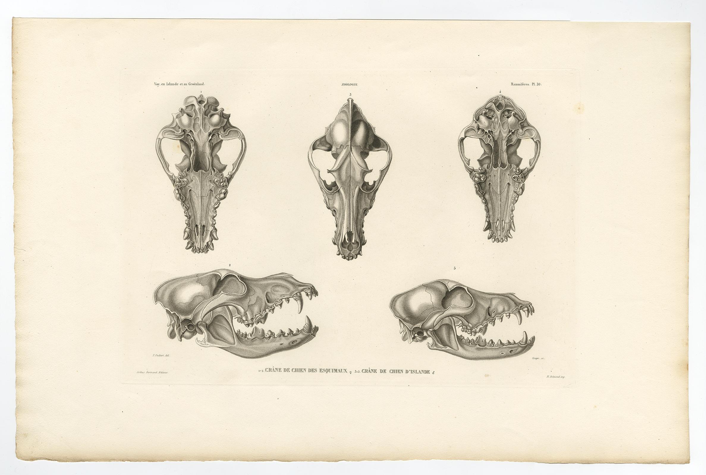 Rare Engraved Prints of Skulls of an Eskimo Dog and The Icelandic SheepDog, 1842 For Sale 2