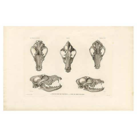Rare Engraved Prints of Skulls of an Eskimo Dog and The Icelandic SheepDog, 1842